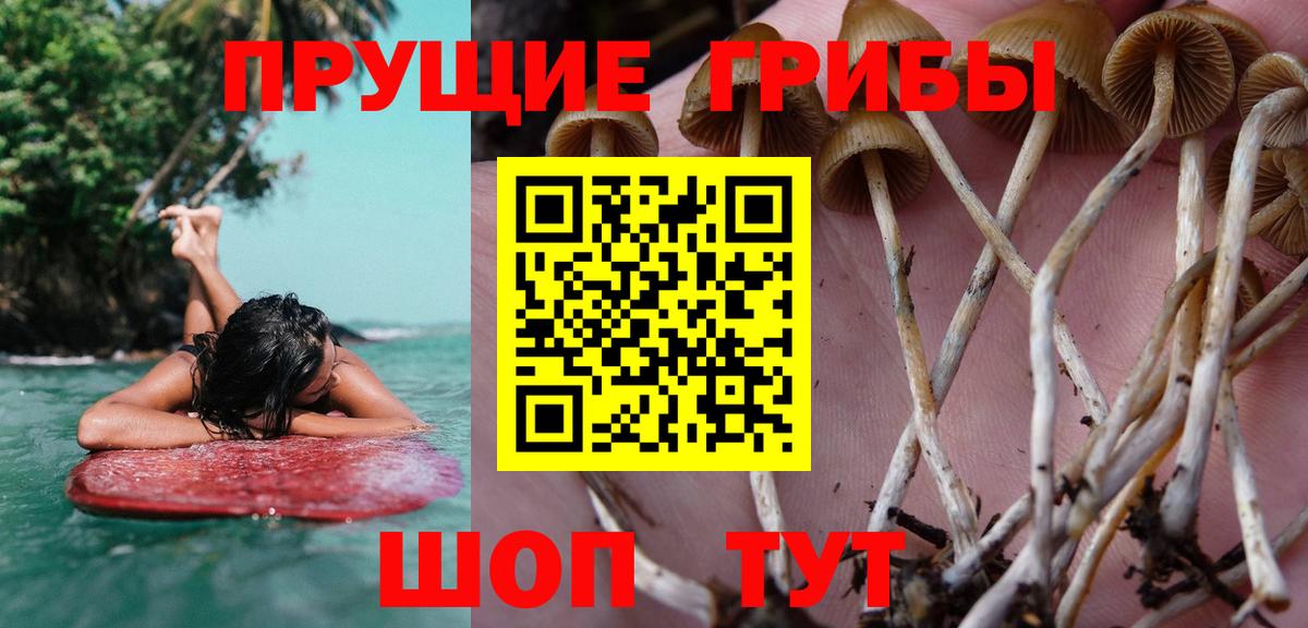 Галлюциногенные грибы Psilocybine cubensis  Вход с VPN  Чусовой 